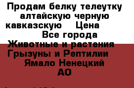 Продам белку телеутку алтайскую,черную кавказскую. › Цена ­ 5 000 - Все города Животные и растения » Грызуны и Рептилии   . Ямало-Ненецкий АО